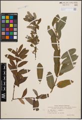 Foto von Salix cinerea L. x Salix purpurea L.
